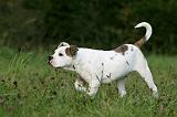 BOULEDOGUE AMERICAIN 374
